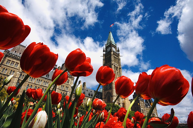 Tulip_festival_in_Ottawa_-_2019-wkioedia.jpg