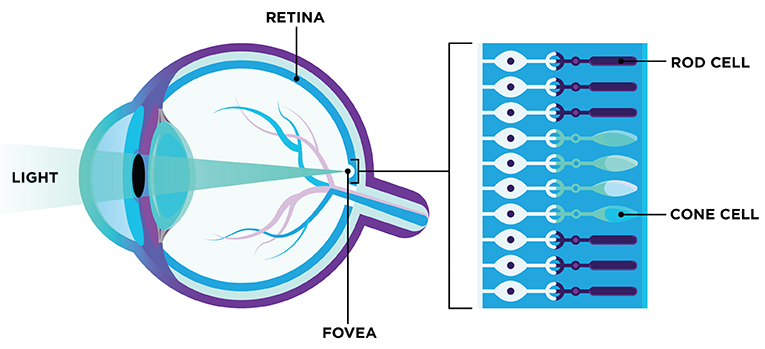  eye-diagram-new-eyesongenes.cainherited-retinal-diseases